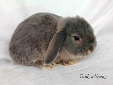 Vrh H28 - VOLNÁ 1 HOLČIČKA JIŽ K ODBĚRU !!!